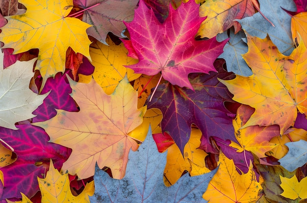 Des feuilles d'automne vives, une mosaïque montrant la palette de couleurs de la saison