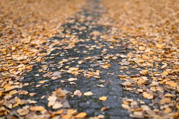 Feuilles d'automne sur la voie du parc de la ville. Feuillage tombé coloré. Motif de fond de conception pour une utilisation saisonnière.