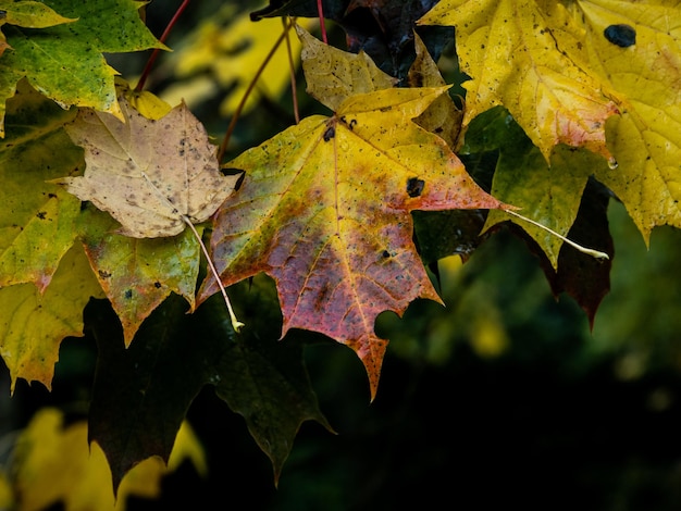 Photo les feuilles d'automne