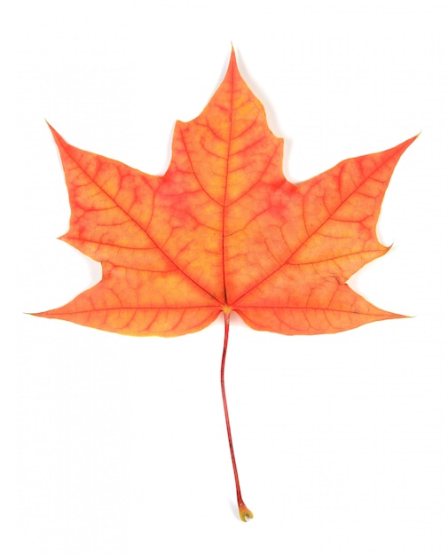 Les feuilles d'automne