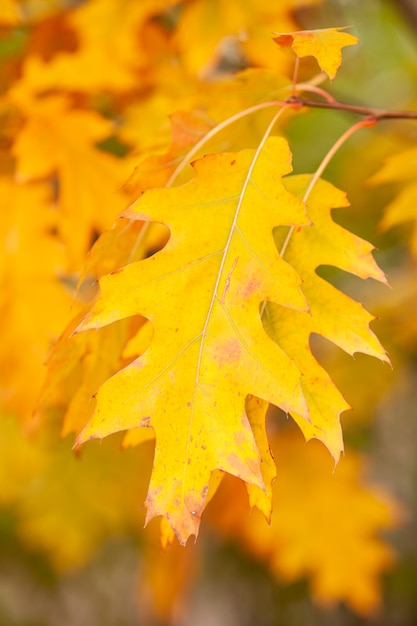 Feuilles d'automne