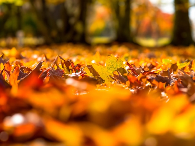 Photo feuilles d'automne