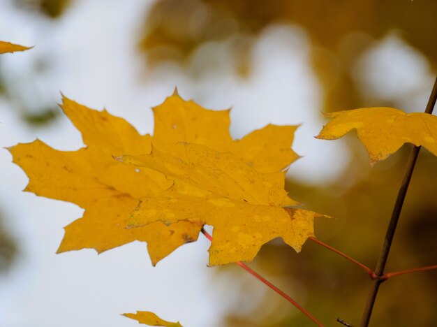 Feuilles d'automne.