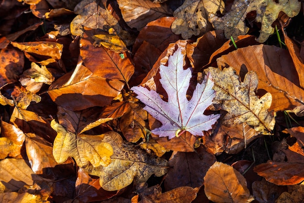 Feuilles d'automne