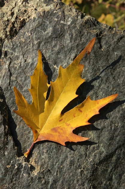 feuilles d&#39;automne