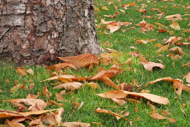 Feuilles d'automne