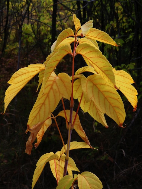 feuilles d&#39;automne