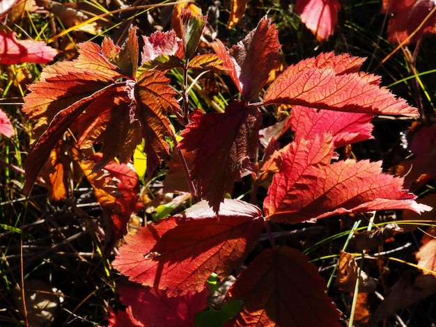 feuilles d&#39;automne