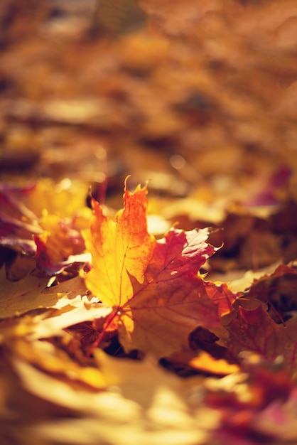 Feuilles d'automne