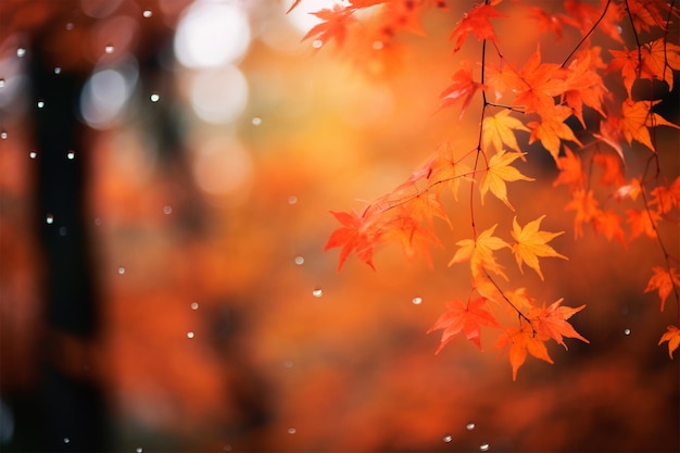 feuilles d'automne