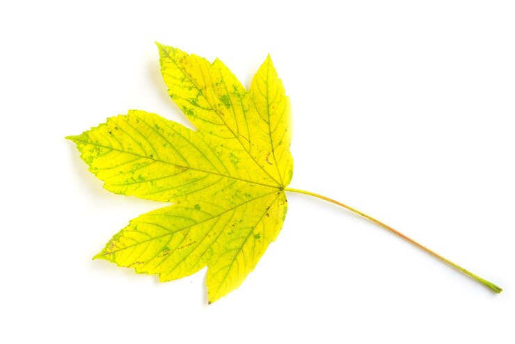 Photo feuilles d&#39;automne