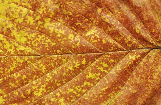 Photo feuilles d'automne