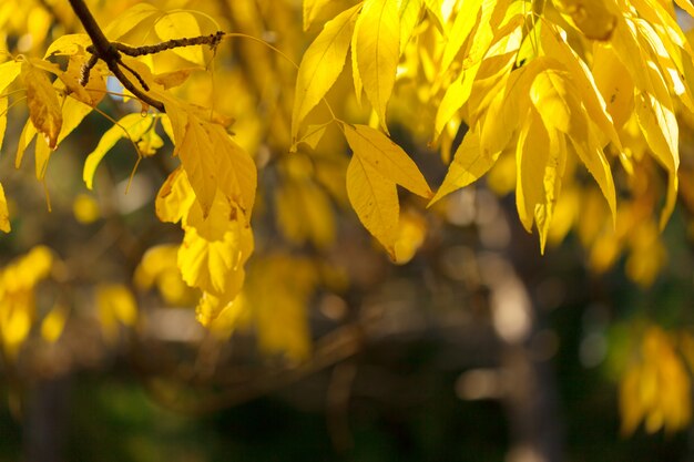 Feuilles d'automne