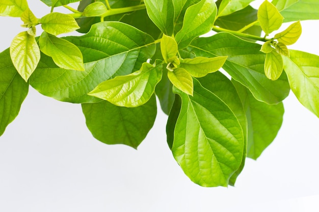 Feuilles d'avocat sur une surface blanche