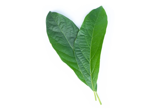 Feuilles de l'avocatier. Feuille verte isolée sur blanc.