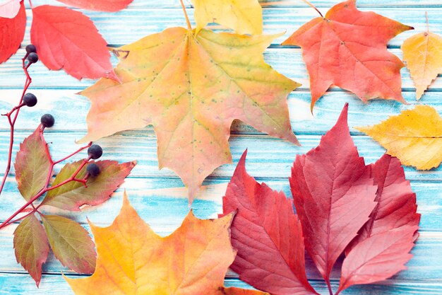 Feuilles et baies d'automne colorées