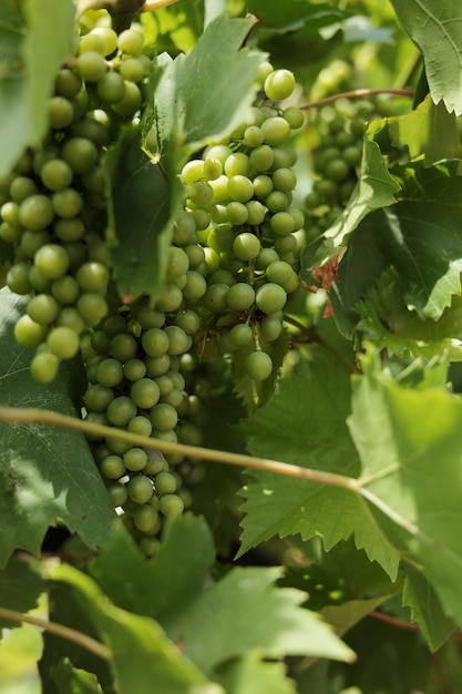 Feuilles et baies de raisins dans la nature