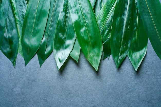 Feuilles de bambou dans une rangée sur gris