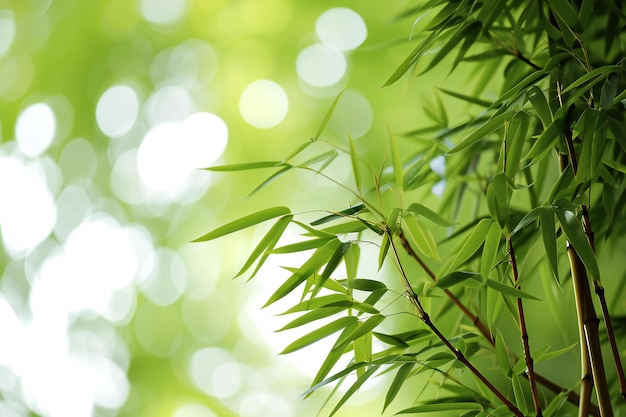 Photo feuilles de bambou sur fond bokeh vert avec espace de copie