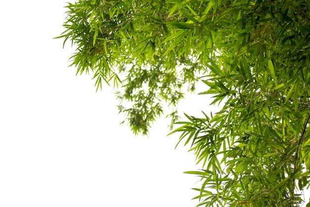 Feuilles de bambou isolés sur fond blanc