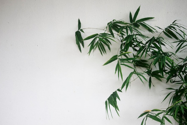 Feuilles de bambou sur des murs en béton