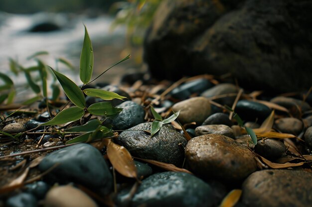 Photo des feuilles de bambou et des pierres sur la rive d'une rivière de montagne