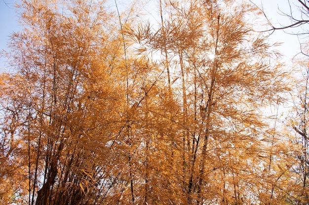 feuilles de bambou qui changent de couleur à l'automne ou à l'automne saisonnier dans le jardin de la montagne