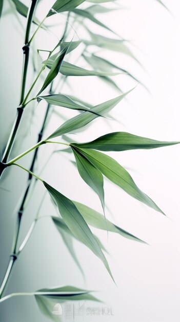 Photo des feuilles de bambou vert blanc abstrait sur un fond doux