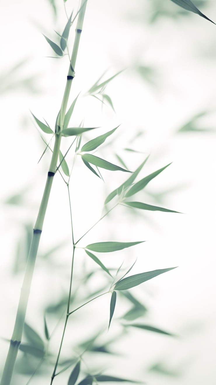 Photo des feuilles de bambou vert blanc abstrait sur un fond doux