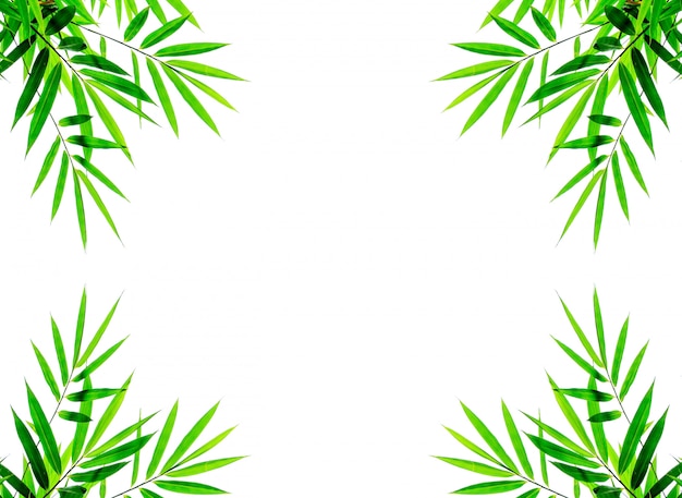 Photo feuilles de bambou vert isolés sur fond blanc