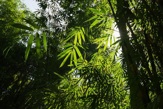 Feuilles de bambou vert nature fond d'écran