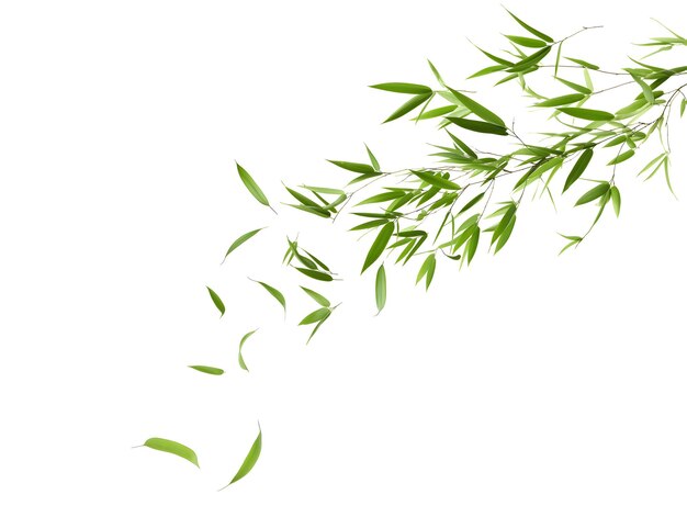 Des feuilles de bambou vertes et sereines sur un fond blanc immaculé