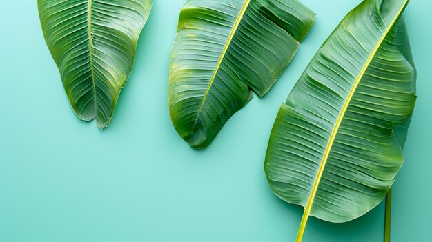 Photo des feuilles de banane sur un fond bleu