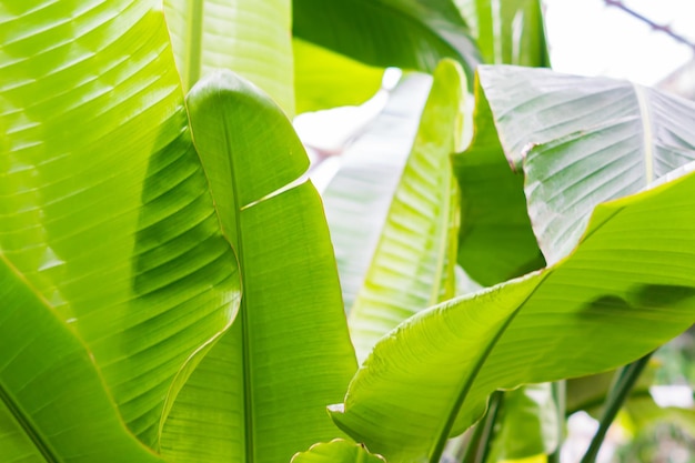 Des feuilles de banane isolées sur un fond blanc