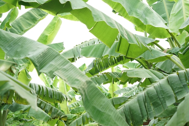 Feuilles de bananier sur fond blanc isolé