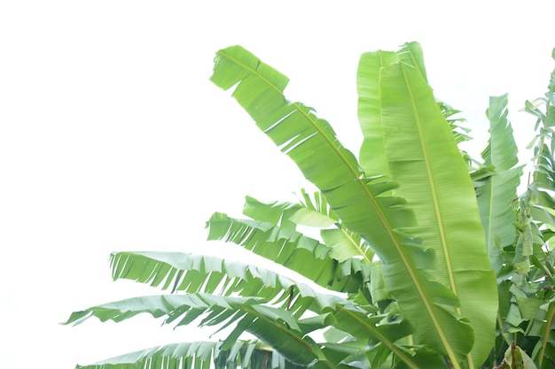 Feuilles de bananier sur fond blanc isolé