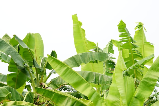 Feuilles de bananier sur fond blanc,