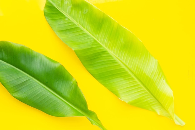 Feuilles de bananier sur fond jaune