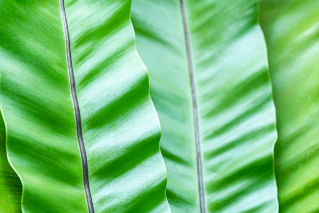 Feuilles de bananier près - espace vert texturé