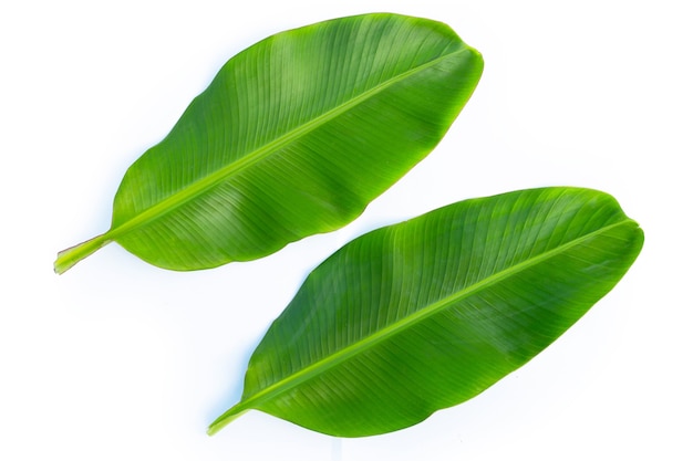 Feuilles de bananier sur une surface blanche