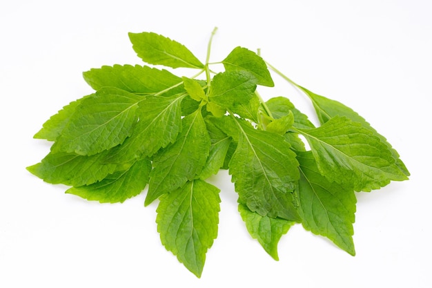 Feuilles de basilic arbre Ocimum gratissimum sur fond blanc