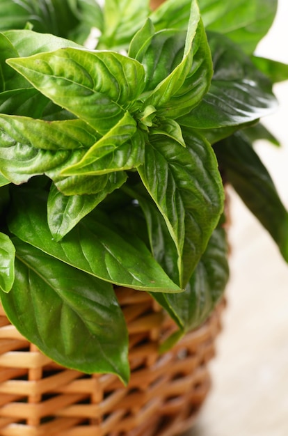 Feuilles de basilic bio frais dans le panier