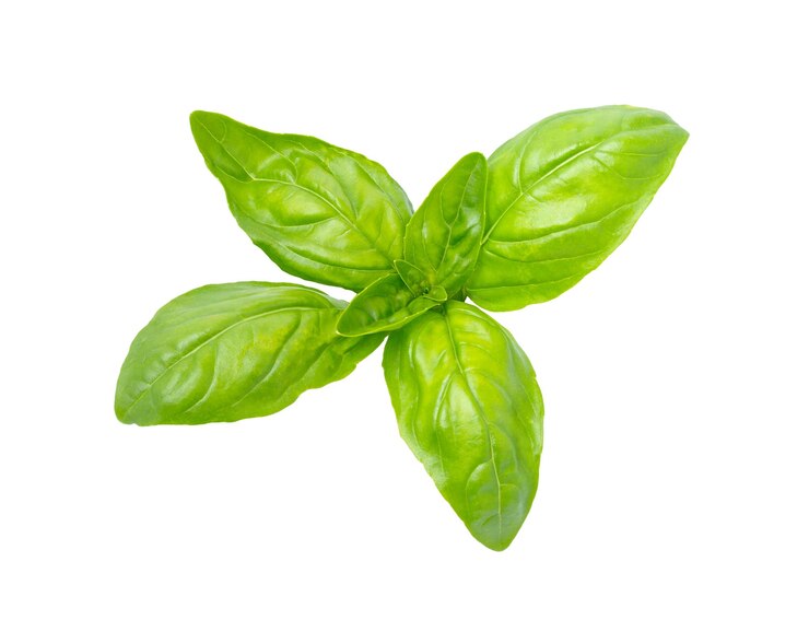 Photo les feuilles de basilic sur le blanc