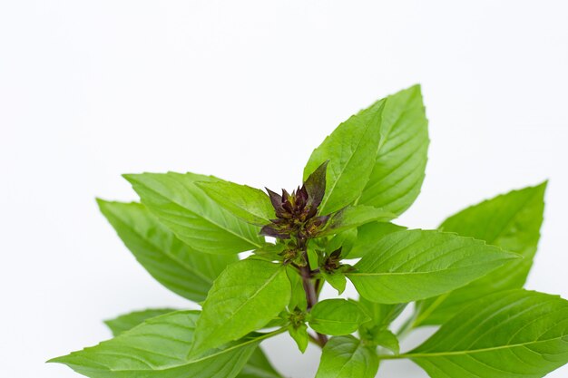 Feuilles de basilic doux avec des fleurs sur fond blanc.