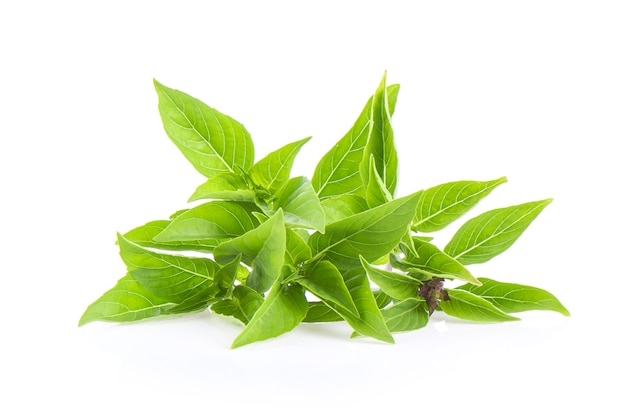 Feuilles de basilic doux isolés sur fond blanc