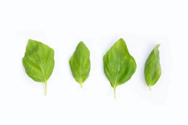 Feuilles de basilic sur fond blanc