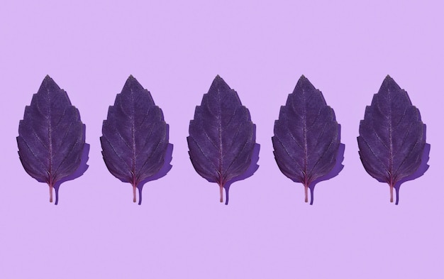 Feuilles de basilic sur fond coloré Motif d'un motif de feuilles de basilic violet