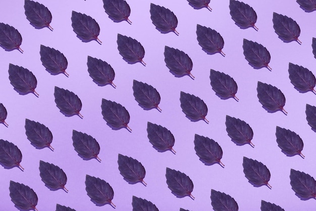 Feuilles de basilic sur fond coloré Motif d'un motif de feuilles de basilic violet