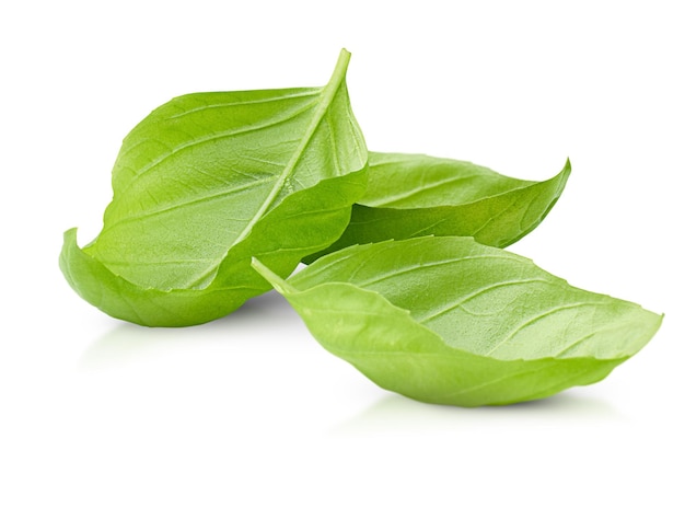 Feuilles de basilic sur fond isolé blanc