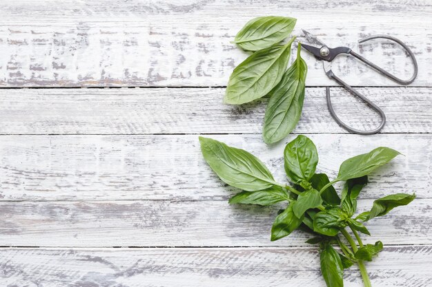 Feuilles de basilic frais avec des ciseaux sur le fond blanc en bois avec espace de copie.